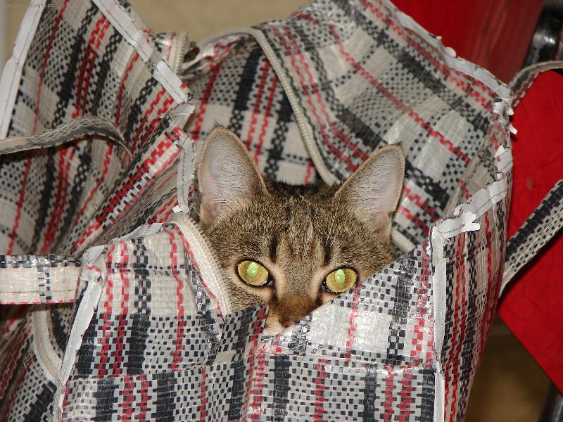 Foto: Kuk-kontrola n�kupu