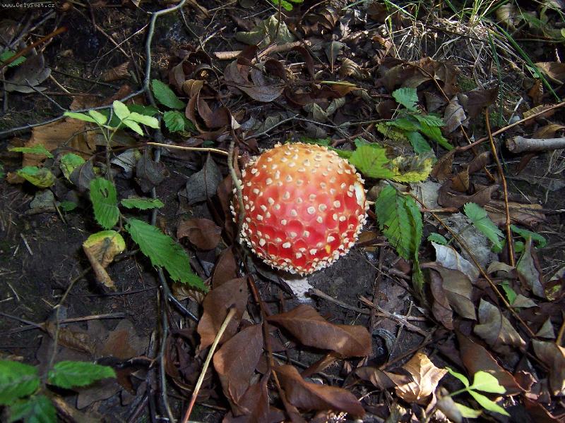 Foto: K nakousnut�.