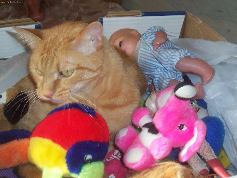 Foto: Ply�ounci-Chlup�� k chlup��i sed�...