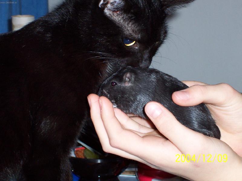 Foto: kamar�di-ko�ka Lucie a p�skomil �ert�k