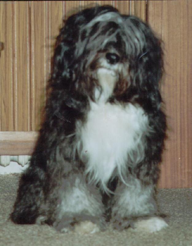 Foto: Sit�rek ( Agar Sitatara CS )-no nejsem roztomil� ?????? :-)