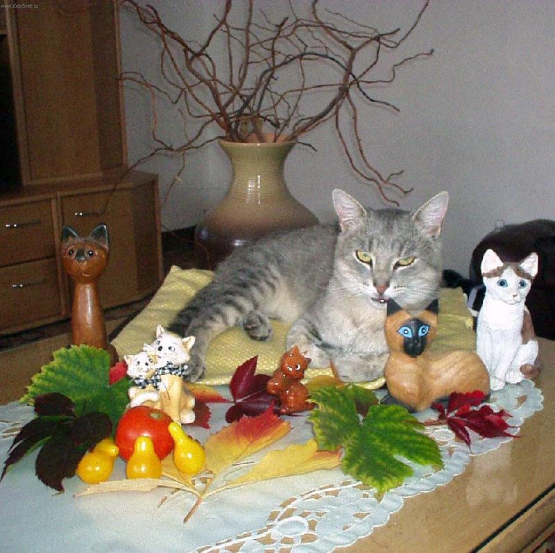 Foto: Z�ti�� s kocourem-Bobe� na stolku