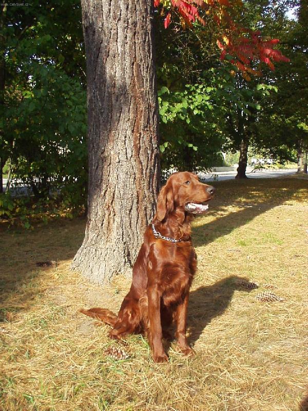 Foto: Rusty-pohoda v parku