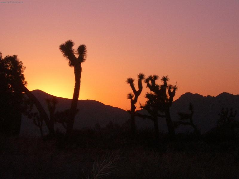 Foto: Joshua national park