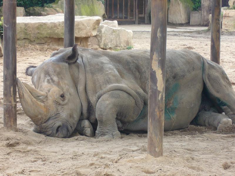 Foto: Nosoro�ec-Zoo dv�r Kr�lov�