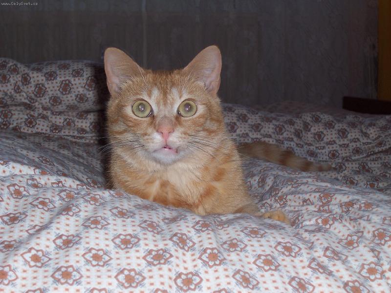 Foto: Honzik-To m�m kukadla co?