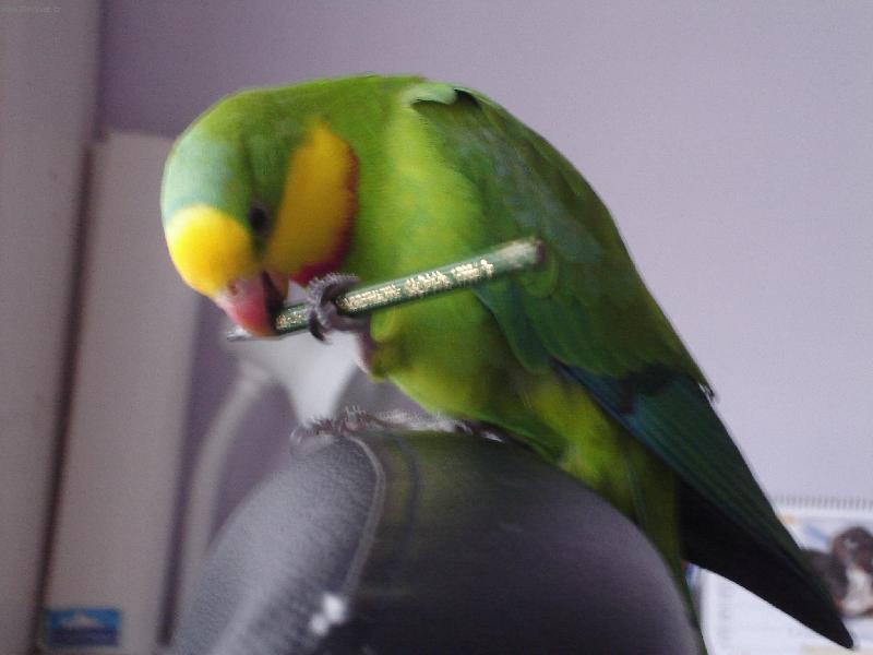 Foto: papou�ek M�a-Tak a te� si nap�i inzer�t do seznamky...