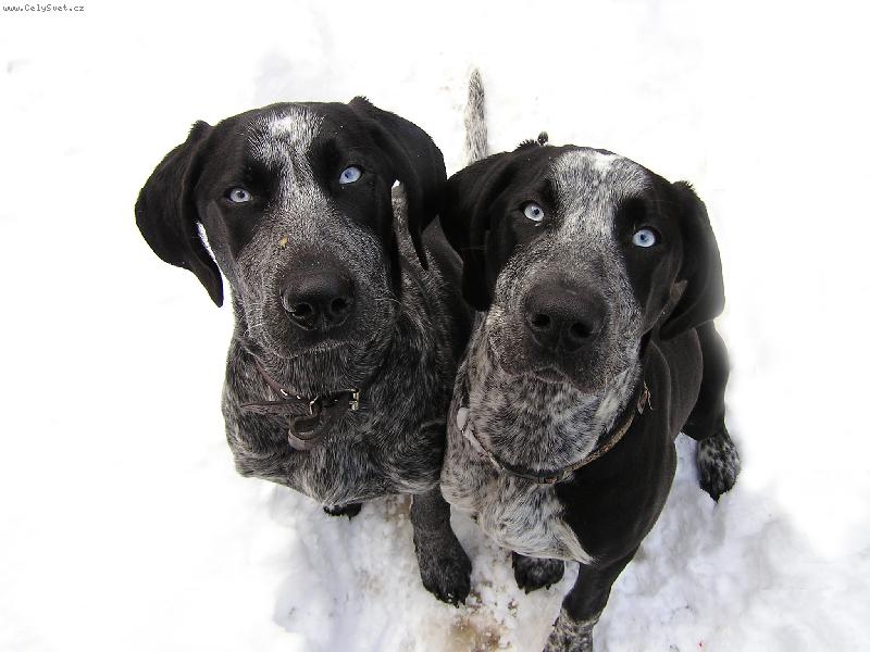 Foto: Smutn� pohledy-Ps� pohledy upnut� k jedin� nad�ji