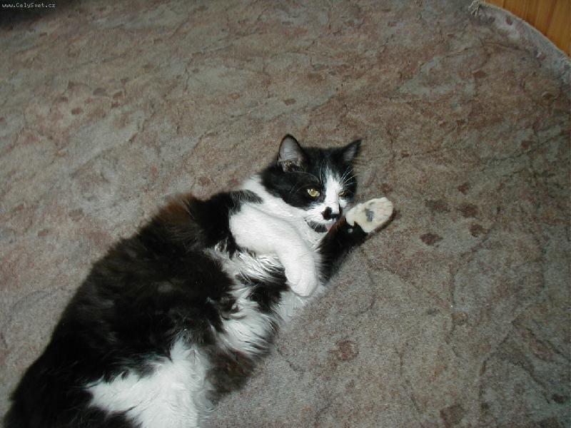 Foto: To je ale pohoda ...-No m�j junisek si u��v� ka�d�m dnem ...