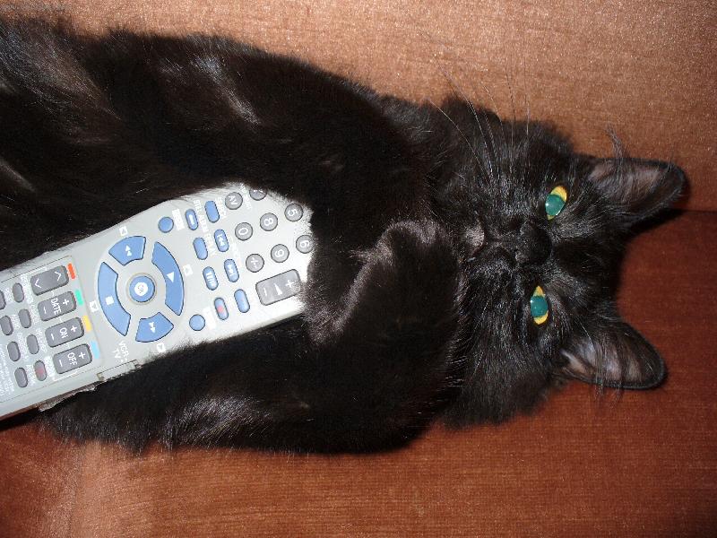 Foto: Kocourek Mike�-Ti�e, nevid�te, �e se modl�m?