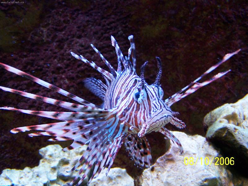 Foto: Jin� tv�� �ivota