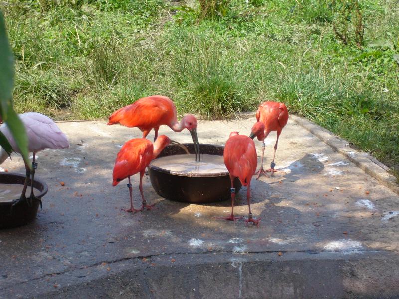 Foto: Pelik�ni-Zoo Dv�r Kr�lov�