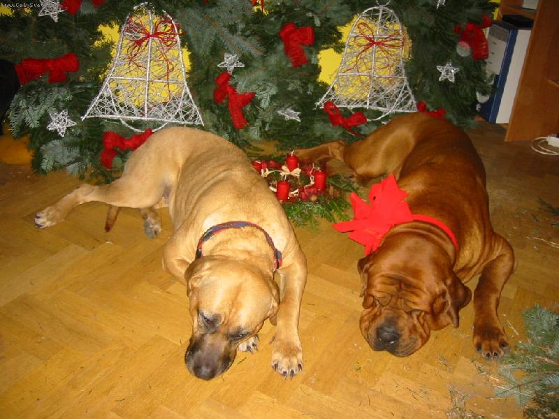 Foto: Bl�� se v�noce-Ane�ka a Akagi