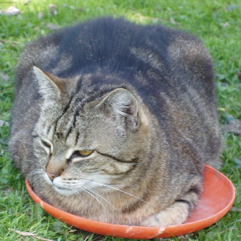 Foto: Sta�enka a l�taj�c� tal��-ned�m, hrej si s n���m jin�m