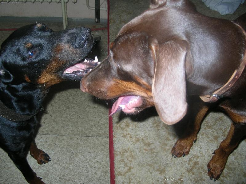 Foto: Fox��ek a jeho nev�sta Sydny-na�i dobrmani