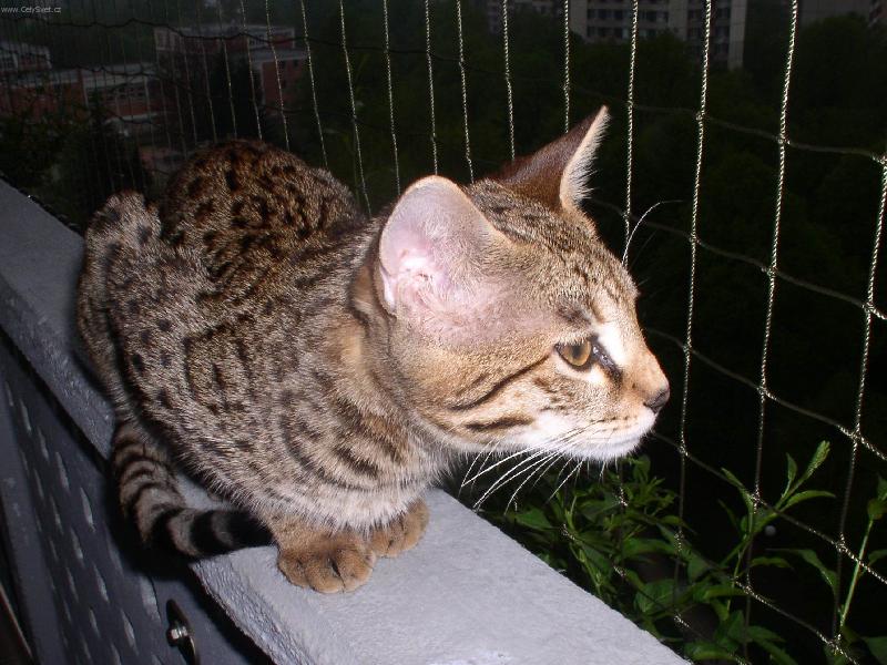 Foto: Savanov� ko�ka
