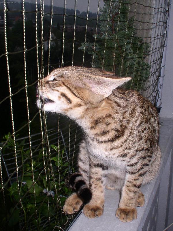 Foto: Savanov� ko�ka