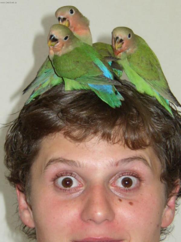 Foto: Marie a jej� pt��ci-ocho�en� agapornisov�