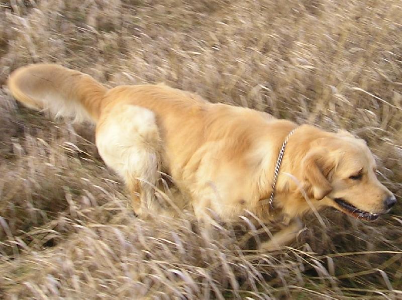 Foto: V poli-Krasny podzim...