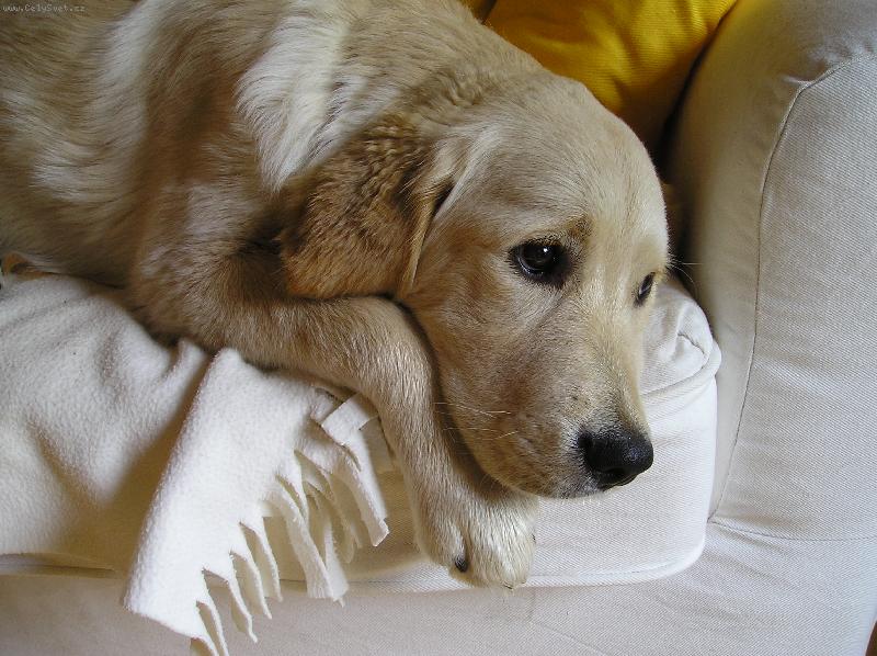 Foto: Styska se mi . . .-doma a doma