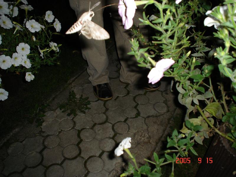 Foto: Nosatka dlouhozob�-p�ekr�sn� m�ra