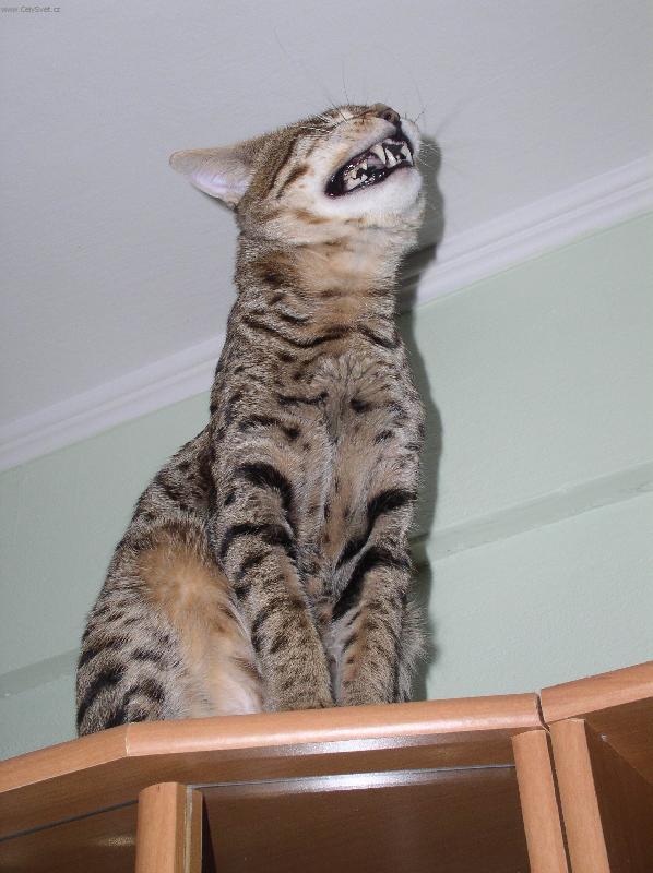 Foto: Savanov� ko�ka 6