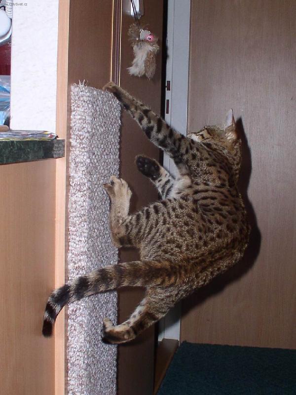Foto: Savanov� ko�ka 10
