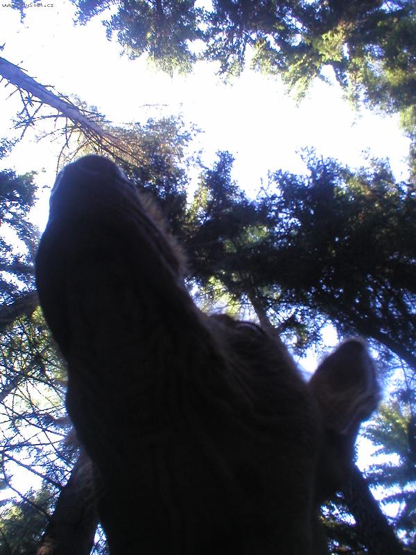 Foto: V lese je kr�sn�!!