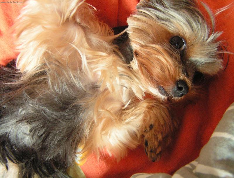 Foto: Jessinka-Post�lku j� r�da