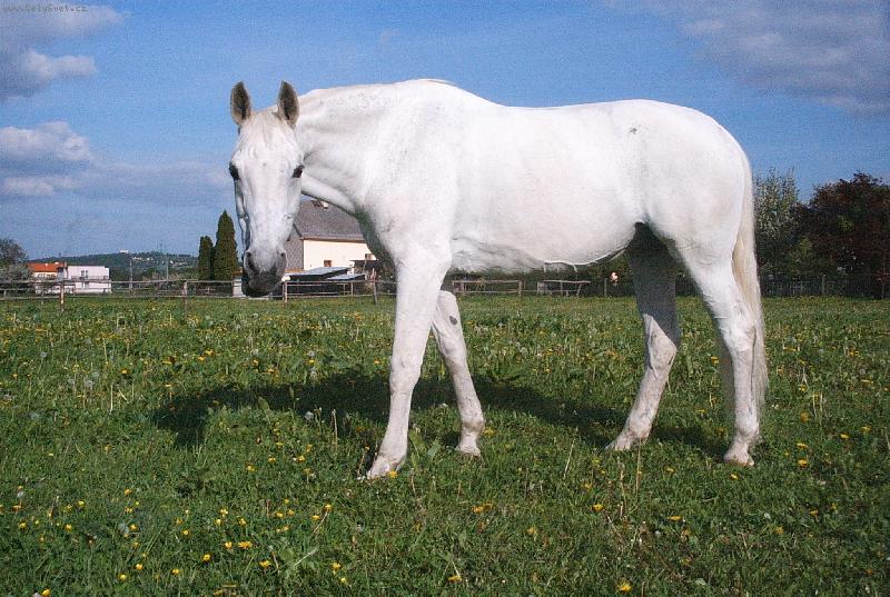 Foto: trak�nsk� poloarab-Terezka 22let