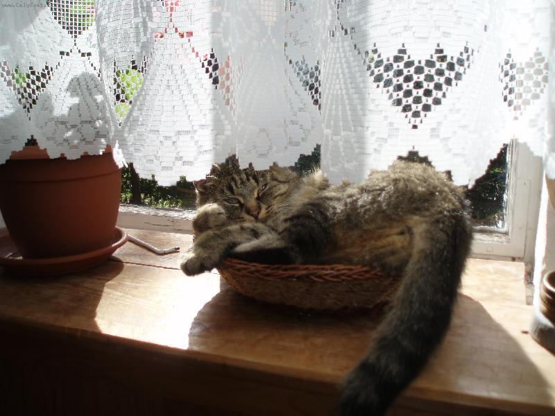 Foto: n� mazl��ek...