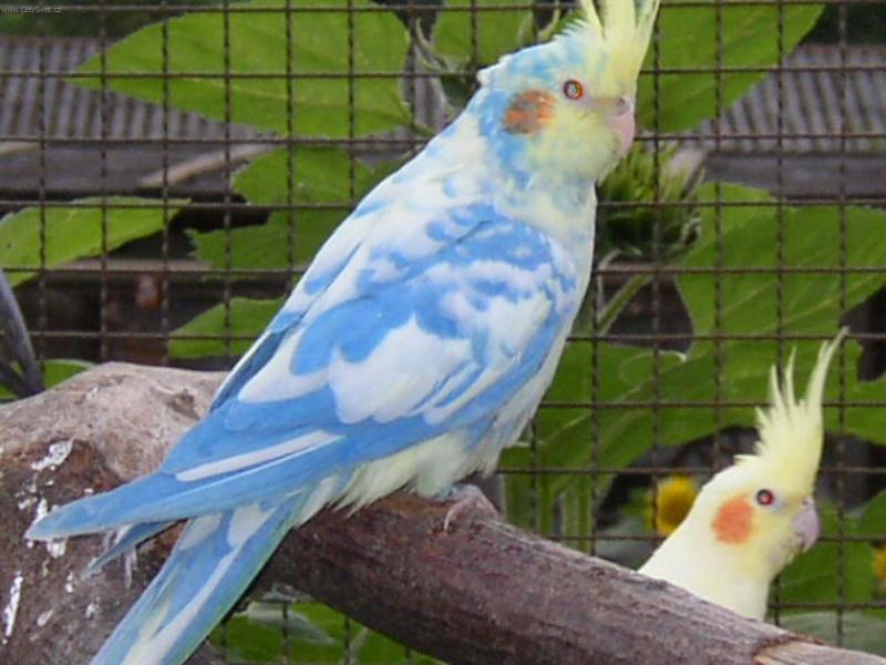 Foto: Barevn� korely-je�t� jednou