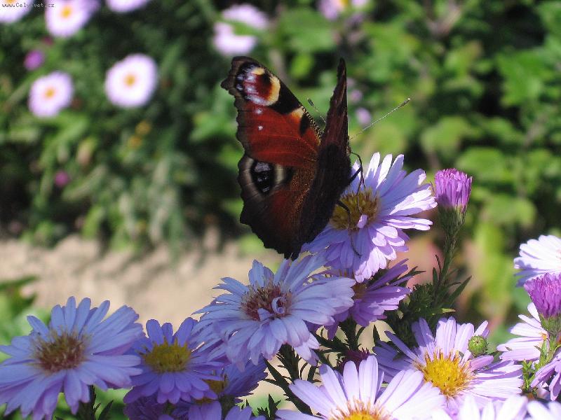 Foto: Mot�l-posledn� hezk� den p�ed mrazem