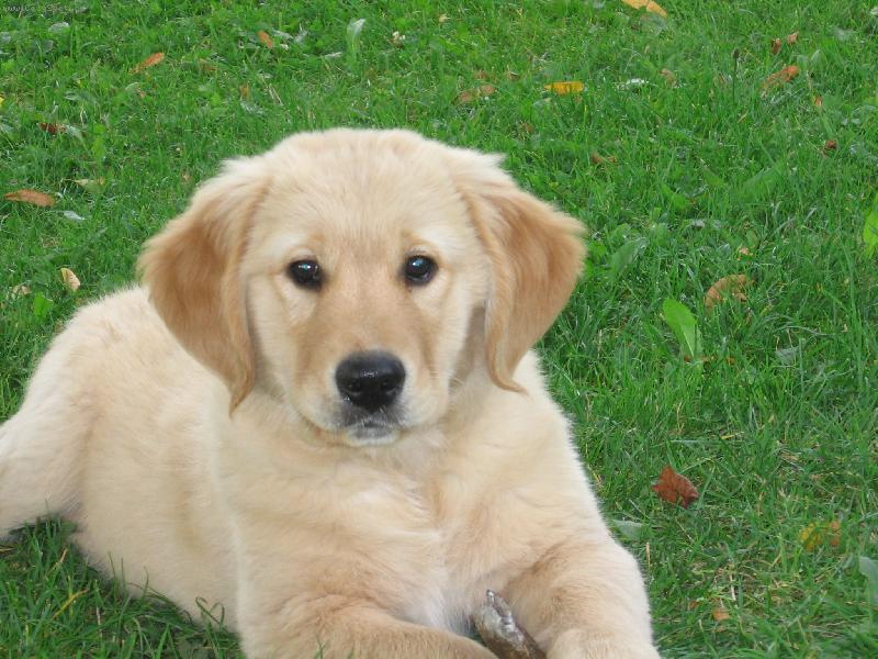 Foto: �t�n�-p�za na focen�