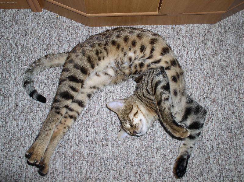 Foto: Savanov� ko�ka-I tak se m��e
