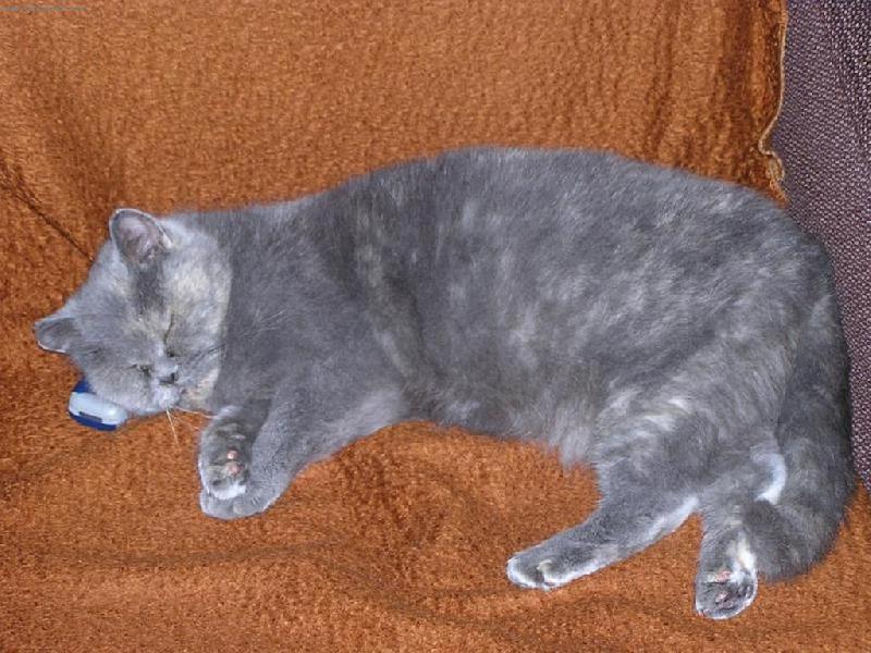 Foto: Tak, kde ten T�ta je?-k��a s mobilem