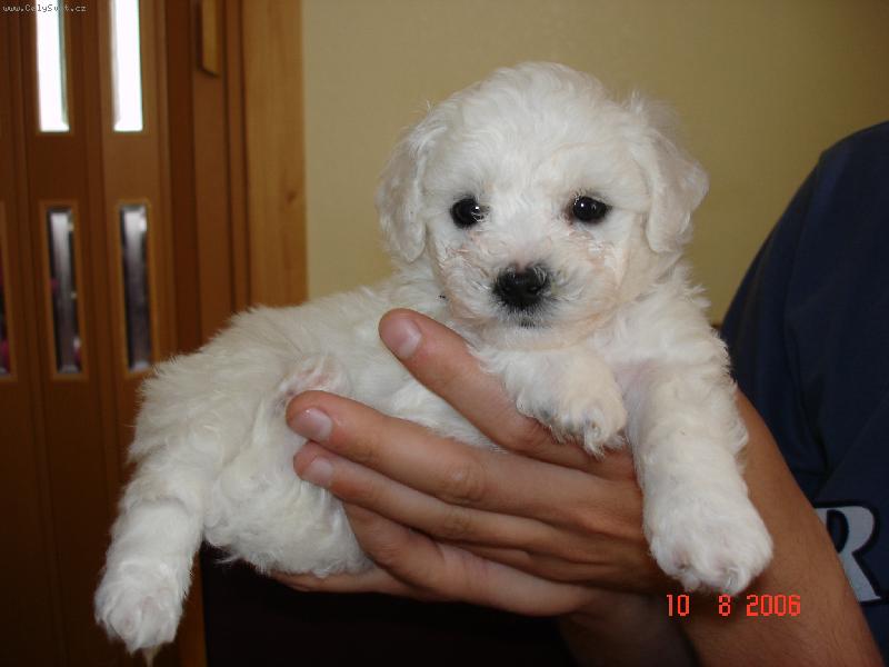 Foto: N� mil��ek-5 t�dn� star� bi�onek