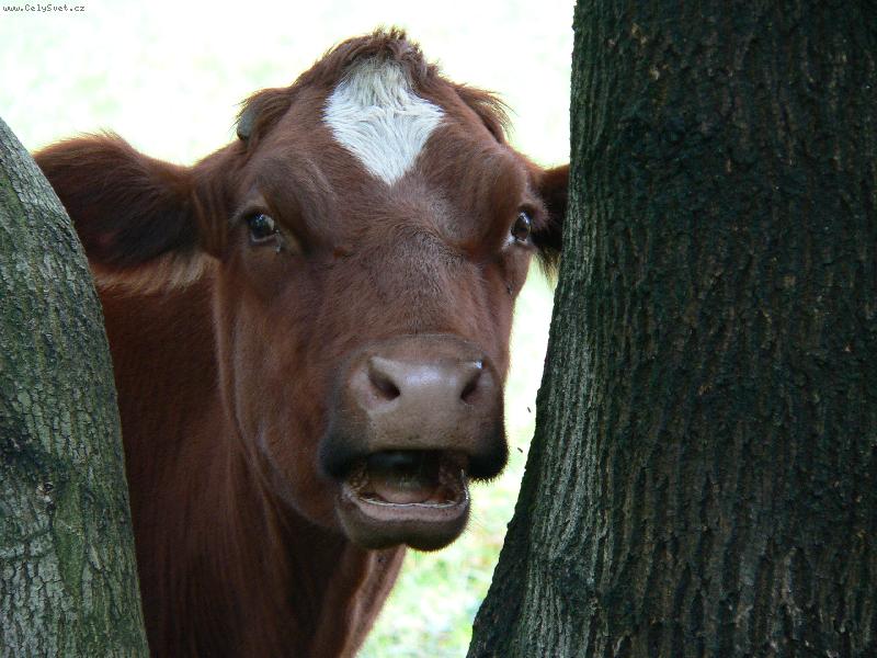 Foto: n�m� tv��?..-A� j� v�m to v�echno �eknu....to budete koukat!