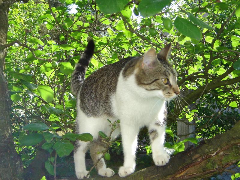 Foto: Felix na lovu-n� kocour stra�n� r�d �plh� po stromech