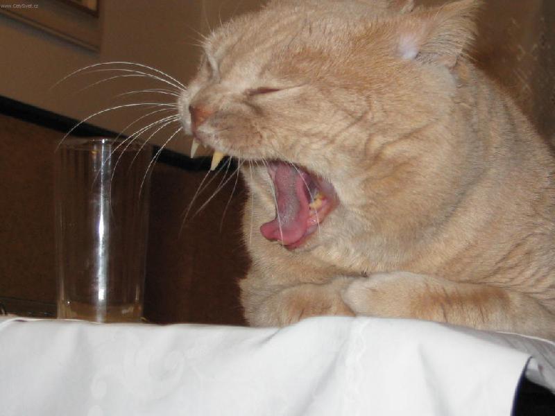 Foto: Mat�sek-�elma �ekaj�c� na ve�e�i