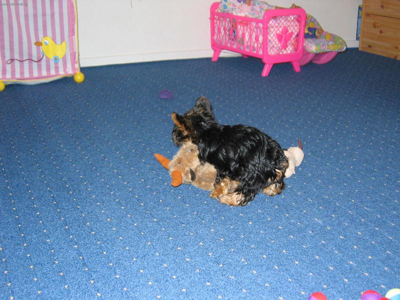 Foto: TR�NOVATSE TO MUS� V KA�D�M V�KU-TR�NOVAT SE TO MUS� VKA�D�M V�KU