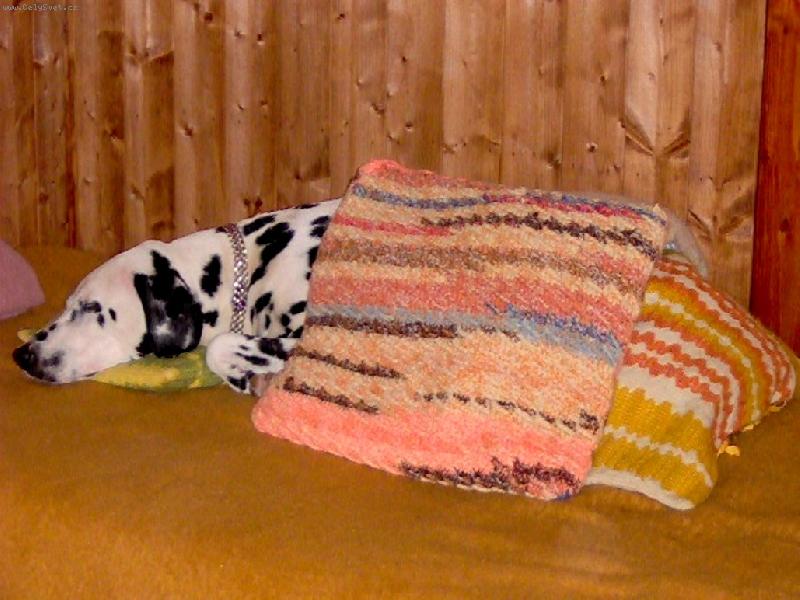 Foto: Belu�ka spink�-Dobrou noc! A neberte mi deku pros�m :)