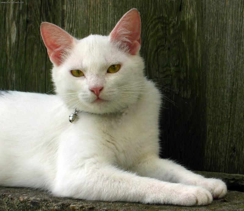 Foto: Sle�na ko�i��