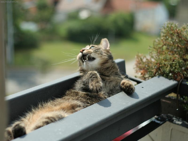 Foto: panel�kov� lovec-takhle stra�� n� kocour vrabce vykukuj�c� z d�r ve zdi domu pod st�echou