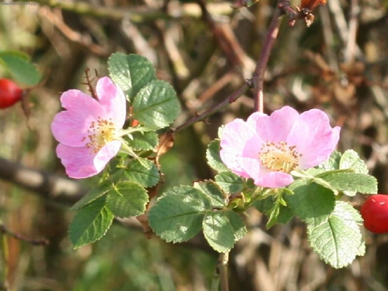 Foto: p��roda �aruje-p�i sb�ru ��pk� letos v ��jnu jsme narazili na nov� rozkv�taj�c� ke�