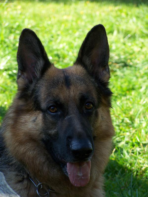 Foto: Urgo Gamar ze Sausforku-Urgo Gamar ze Sausforku