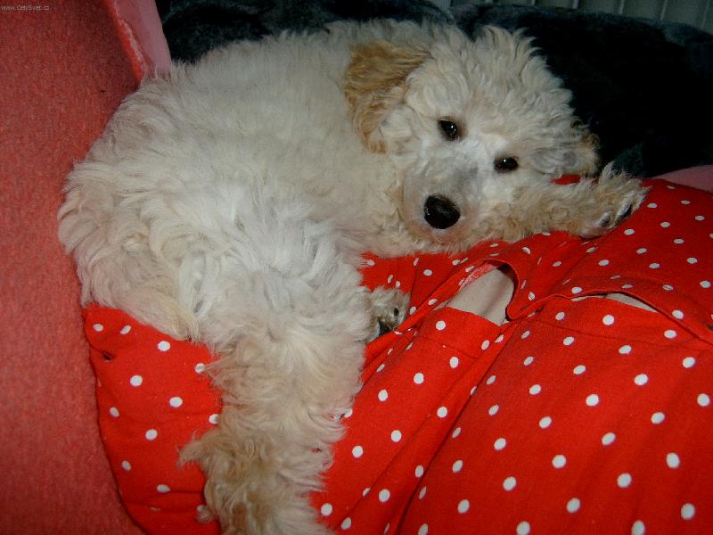 Foto: siesta-�t���tko na pol�t��i