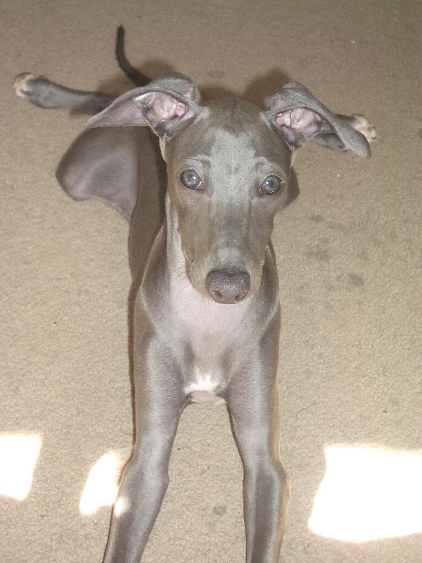 Foto: Spike, 10 tydnu