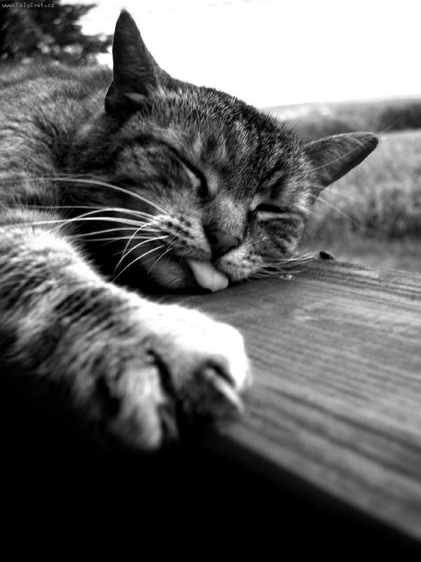 Foto: Sp�c� ko�ka-No jo Mi�ka zase chr�pe =)