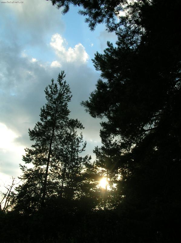Foto: z�pad slunce v lese